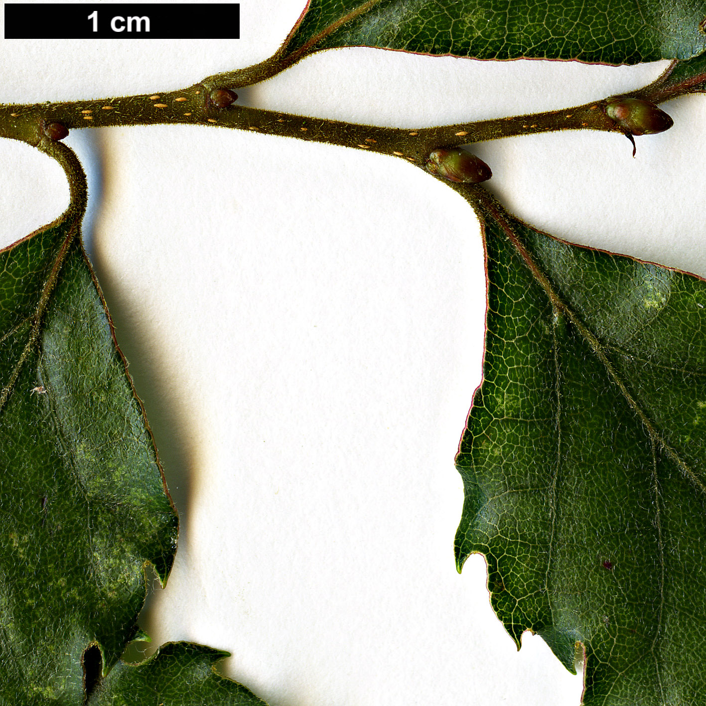High resolution image: Family: Nothofagaceae - Genus: Nothofagus - Taxon: fusca